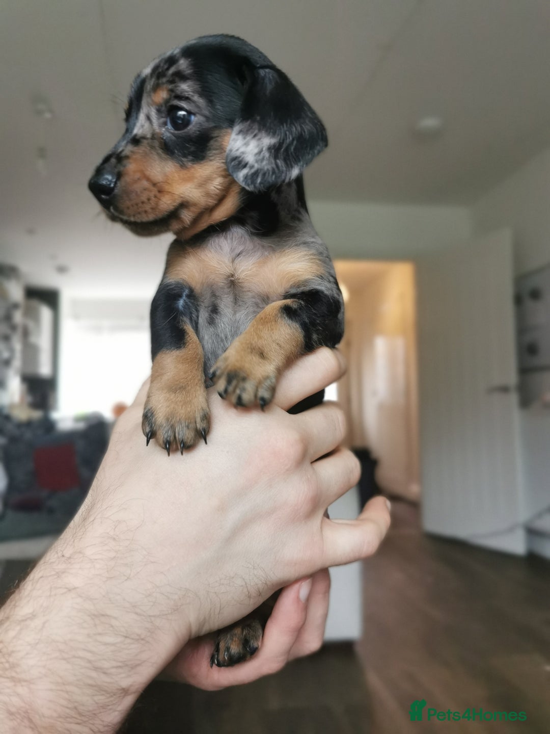 Miniature Dachshund dogs for sale: 5 beautiful miniature dachshund pups for sale - Advert 19