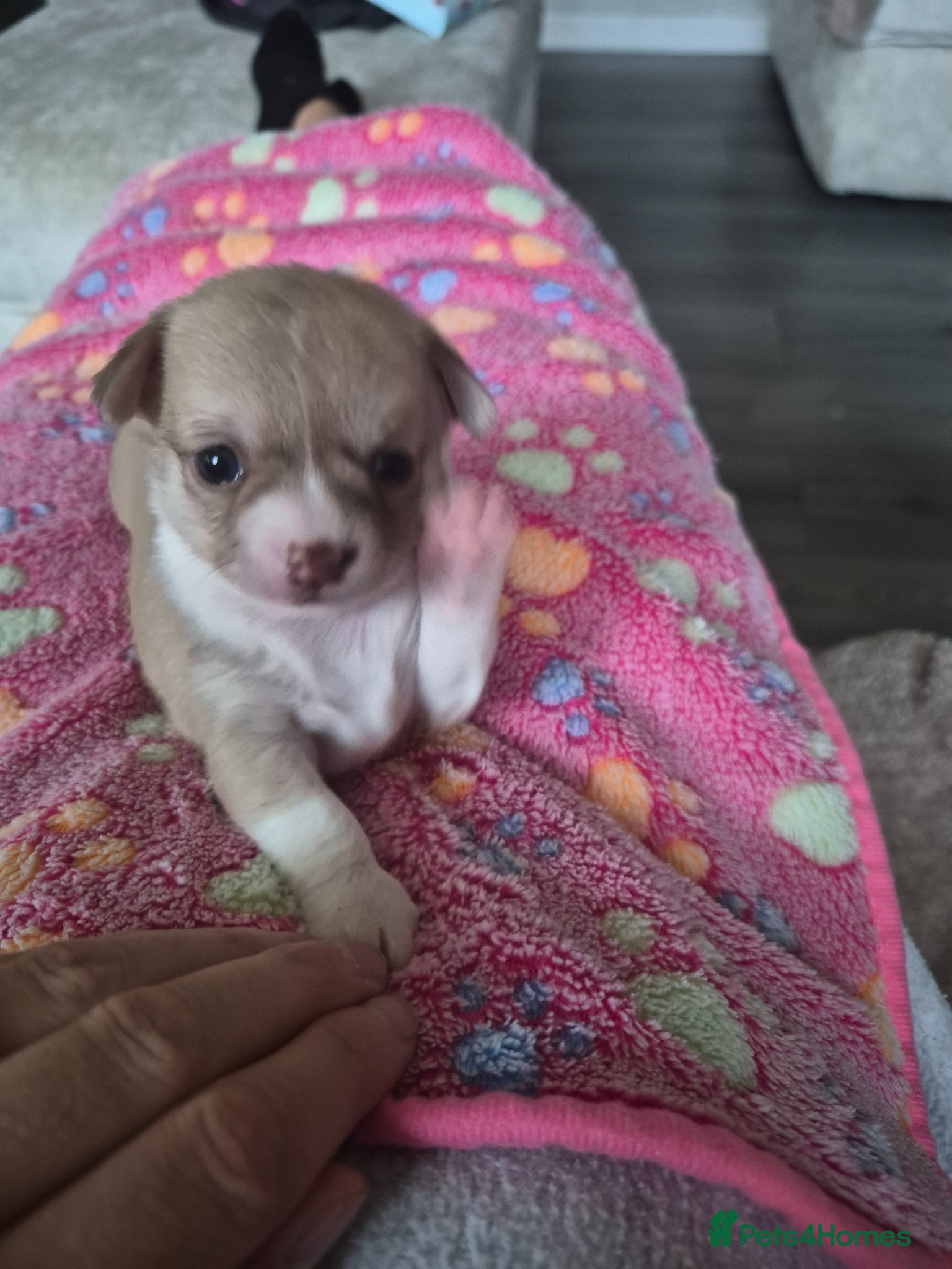 Chihuahua dogs for sale: Female chihuahua - Advert 17