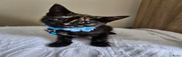 Mixed Breed cats for sale: 3  kittens😸  ready to go in Wisbech - Advert 15