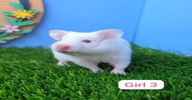 Hamster rodents - Advert 2