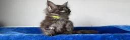 Maine Coon cats for sale: Maine coon kittens registered with GCCF - Advert 10