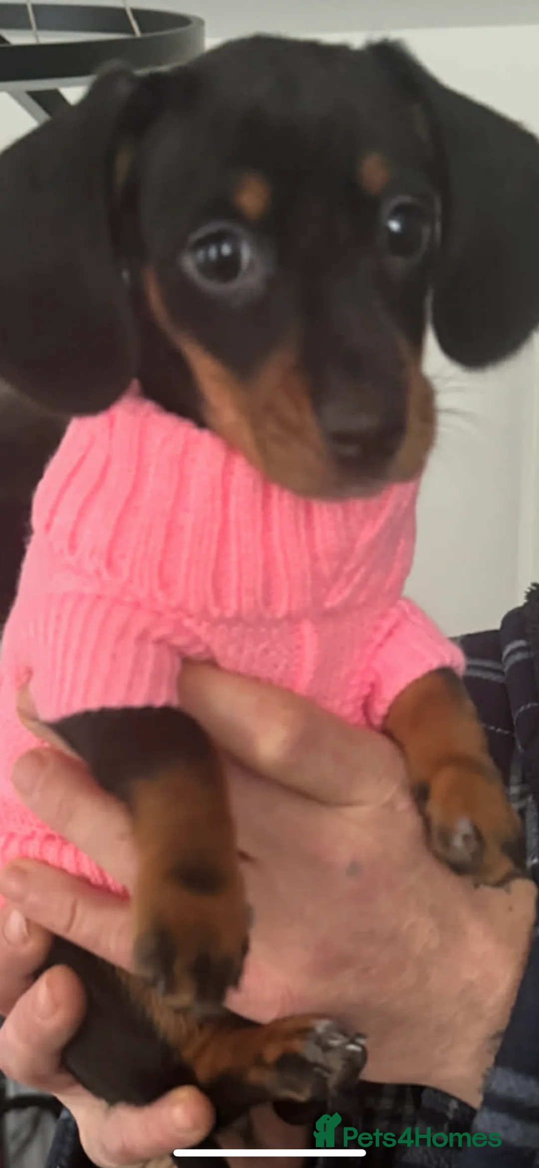 Dachshund dogs for sale: 12 weeks old  - Advert 1