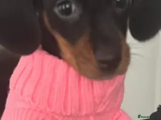 Dachshund dogs 12 weeks old - Advert 1