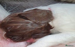 English Springer Spaniel dogs for sale:   English Springer Spaniel puppies  - Image 34
