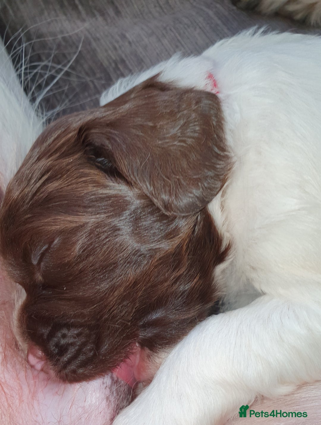 English Springer Spaniel dogs for sale:   English Springer Spaniel puppies  - Image 34