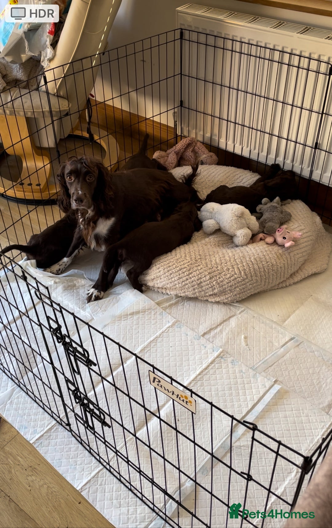 Cocker Spaniel dogs for sale: Adorable working cocker spaniel puppies  - Image 15