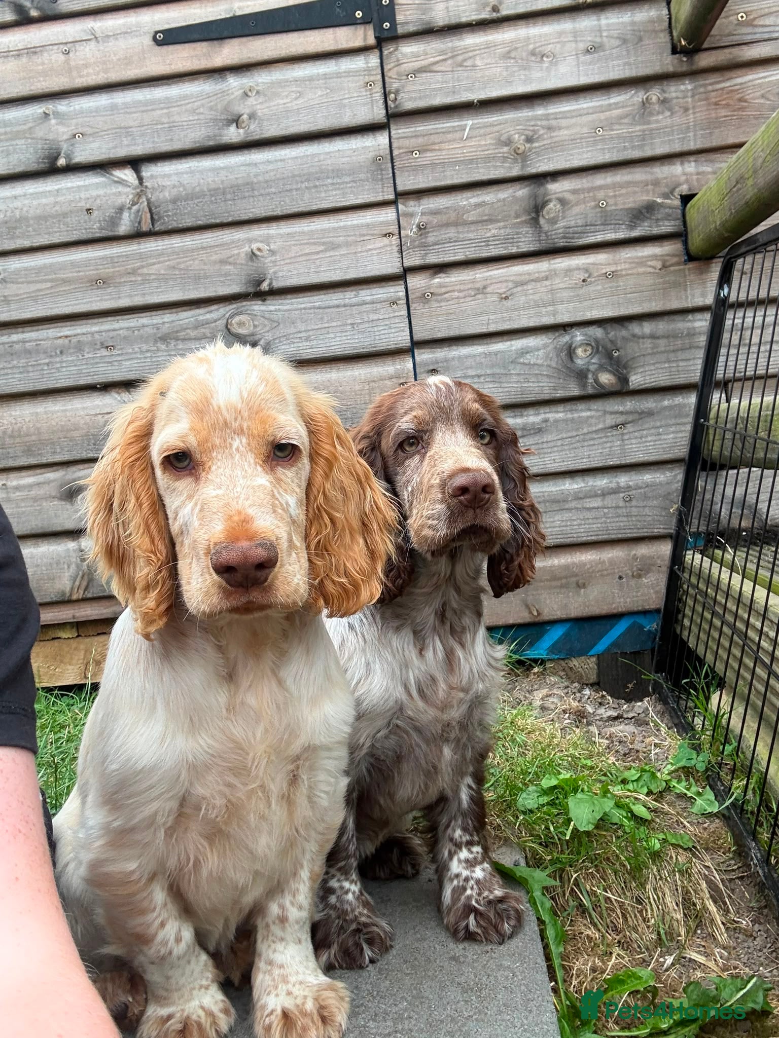 Cocker Spaniel dogs KC registered cocker spaniel puppies  - Advert 17