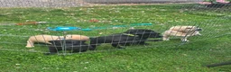 Labrador Retriever dogs for sale: Two beautiful labrador pups available  in York - Advert 12