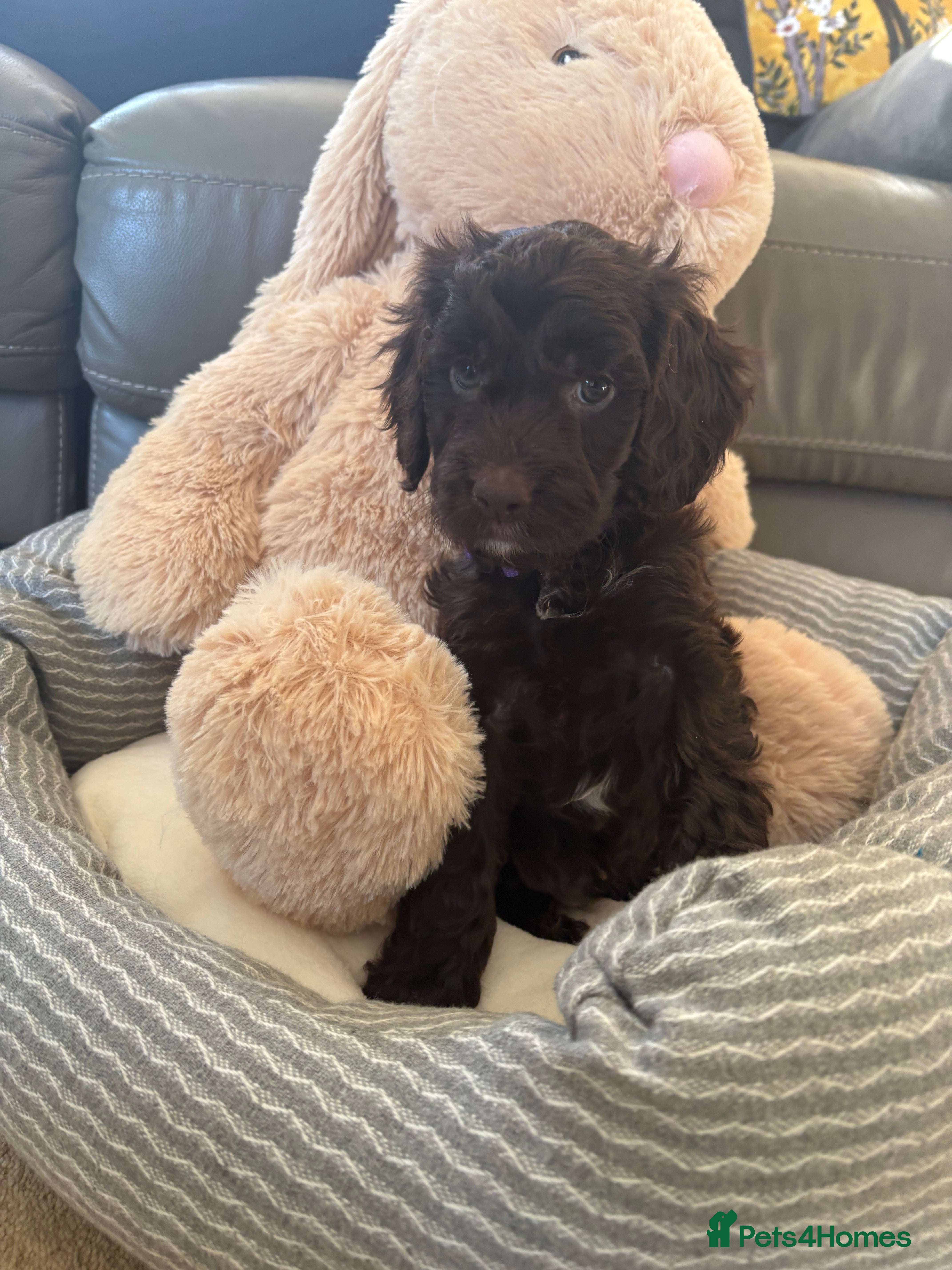 Cockapoo dogs Most Beautiful litter F1 Cockapoo puppies  - Advert 8