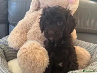 Cockapoo dogs Most Beautiful litter F1 Cockapoo puppies - Advert 8