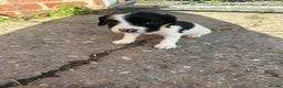 English Springer Spaniel dogs for sale: KC Springer spaniel puppies  - Advert 5