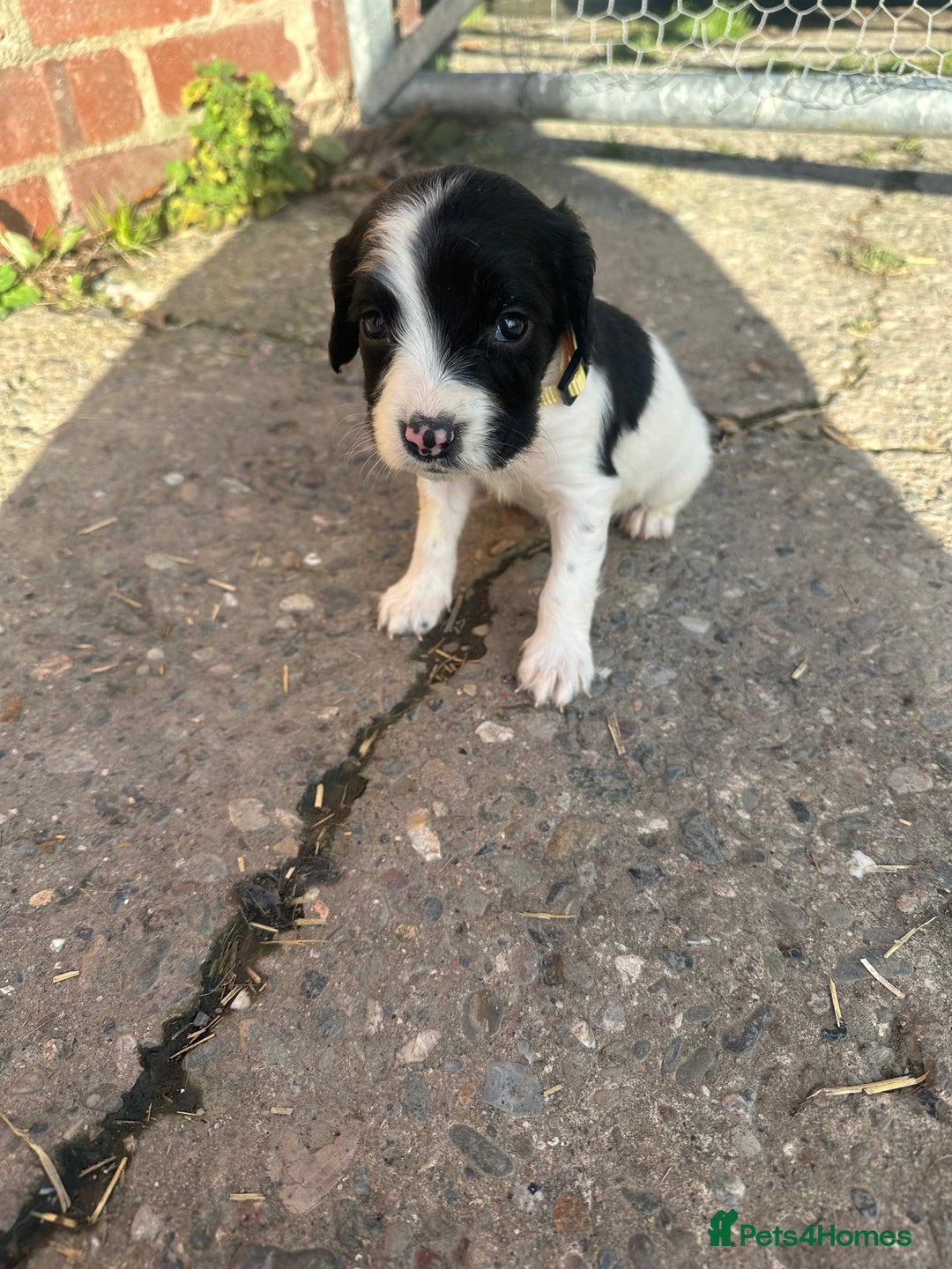 English Springer Spaniel dogs for sale: KC Springer spaniel puppies  - Advert 5
