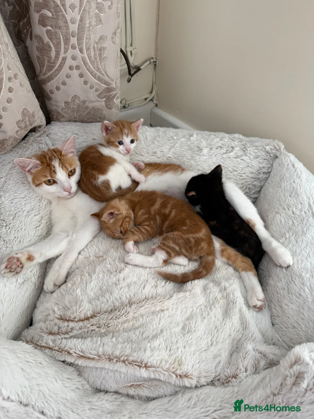 Mixed Breed cats for sale: Beautiful coloured kittens - Advert 5