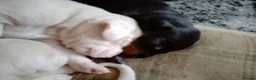 Dobermann dogs for sale: Doberman puppies  in Bathgate - Advert 8