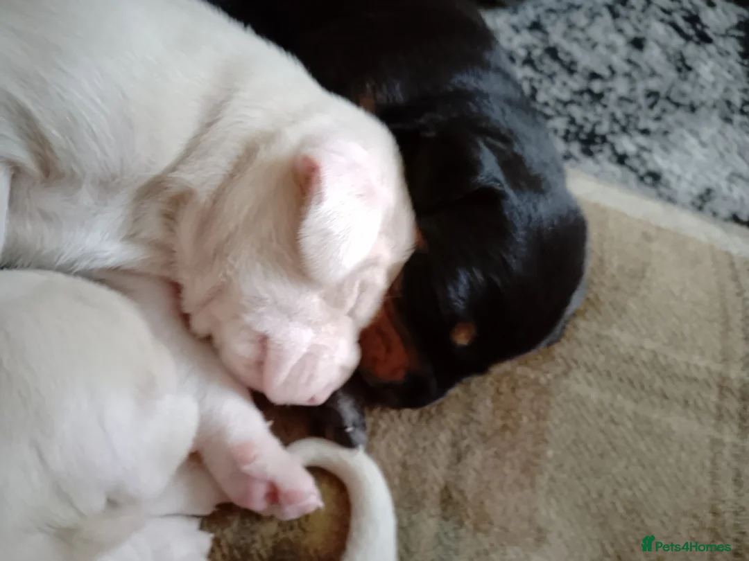 Dobermann dogs for sale: Doberman puppies  in Bathgate - Advert 8