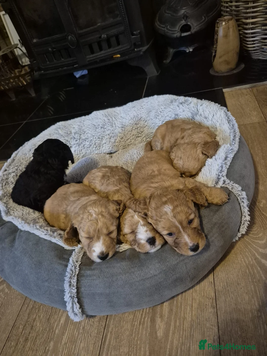 Mixed Breed dogs for sale: gorgeous cockacavapoochon for sale!! - Advert 5
