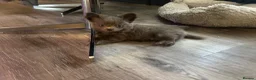 Chihuahua dogs for sale: READY NOW - Long coat chihuahua puppies - Advert 18