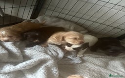 Cocker Spaniel dogs for sale: KC FTCH working cocker spaniel puppy’s  - Image 10