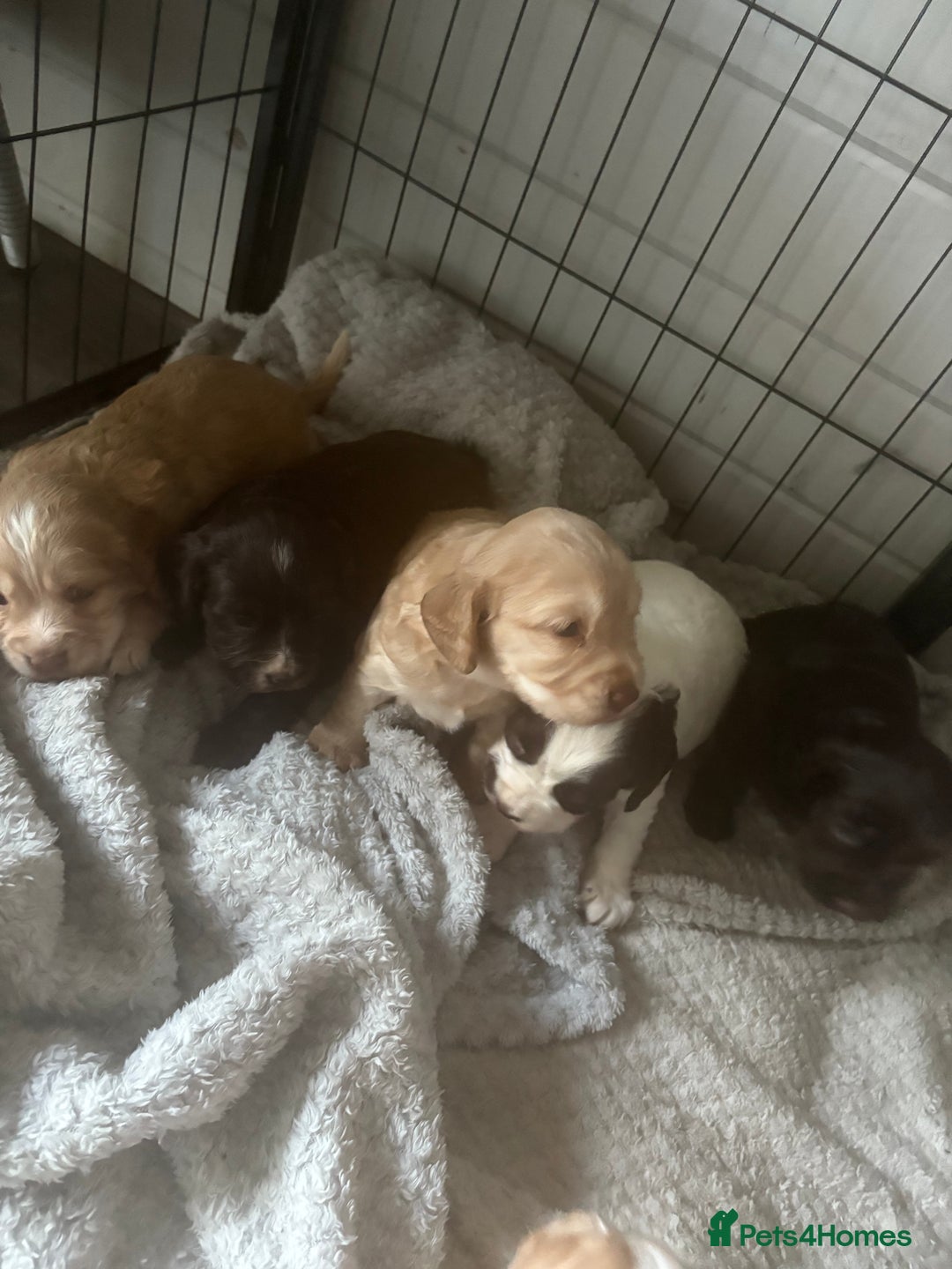 Cocker Spaniel dogs for sale: KC FTCH working cocker spaniel puppy’s  - Image 10