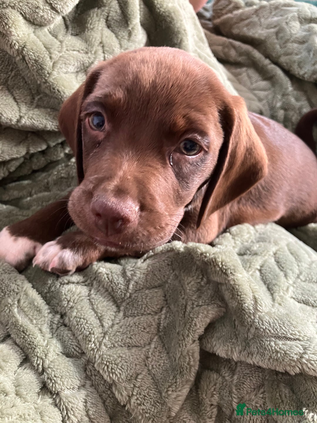 Bocker dogs for sale: 🐶 Cocker Spaniel x Beagle (Bocker) Puppy 🐶 - Image 3