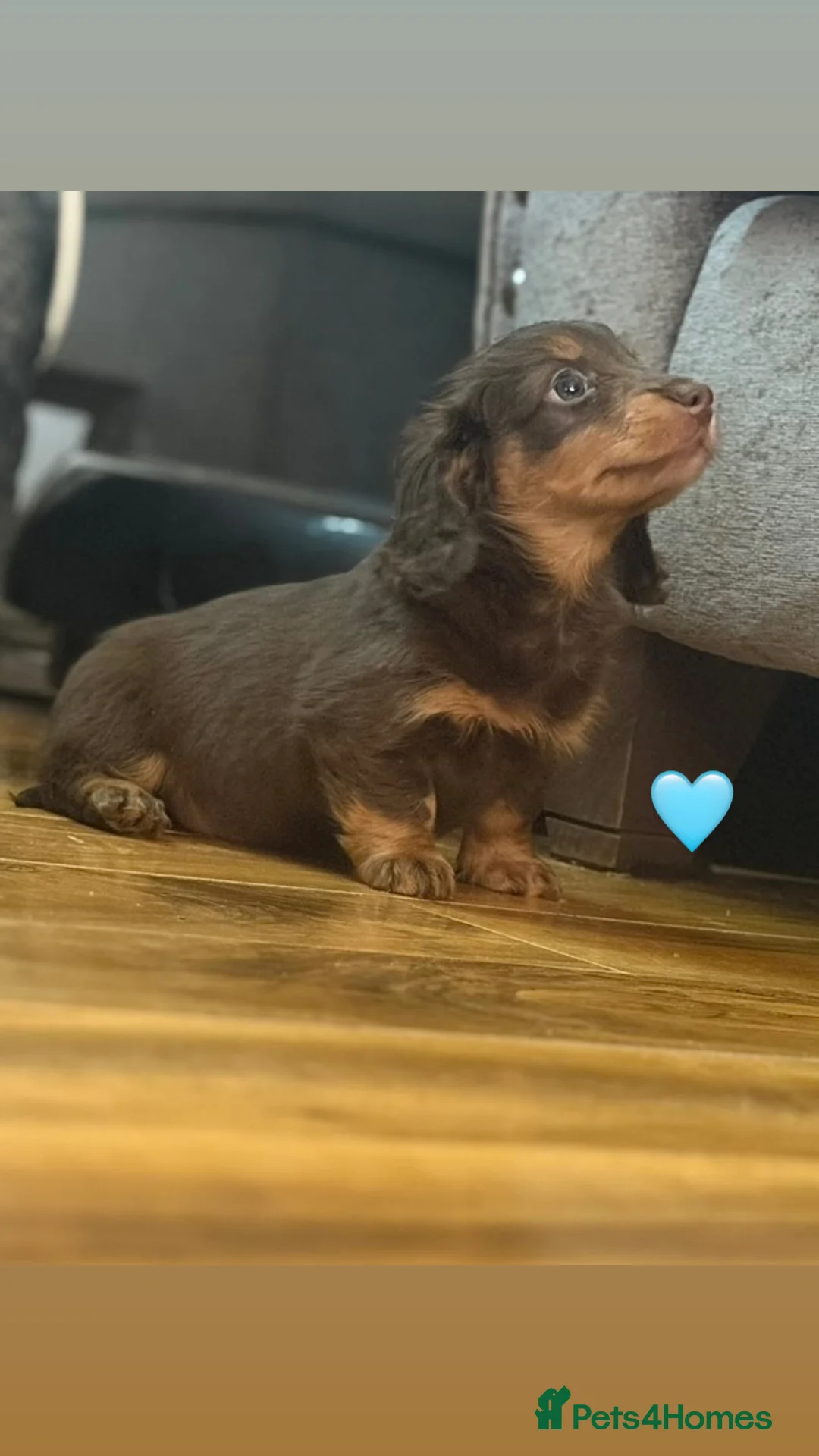 Miniature Dachshund dogs for sale: Longhaired stunning miniature Daschunds - Advert 14