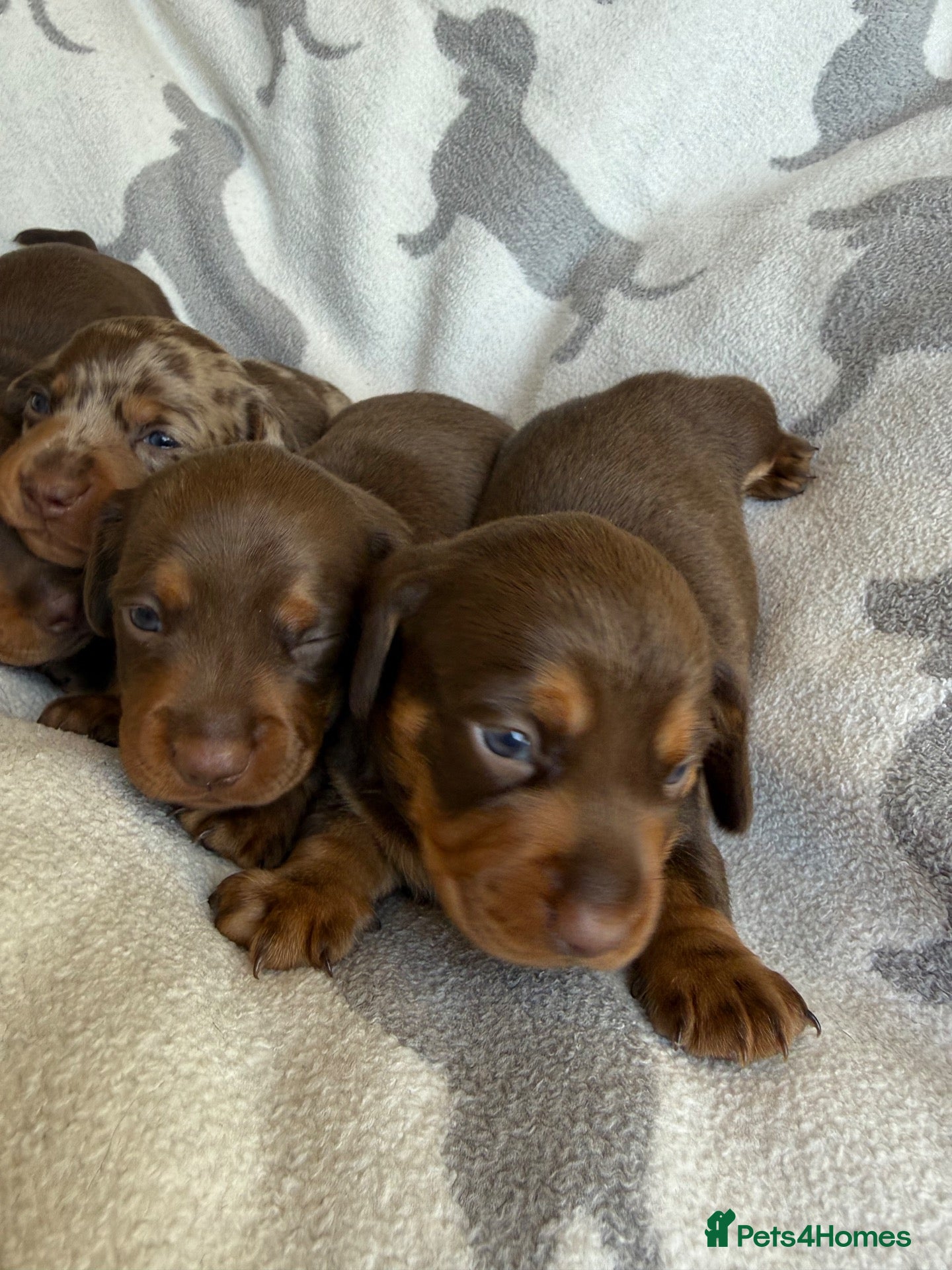 Miniature Dachshund dogs PERFECT LITTER OF MINIATURE DACHSHUNDS - Advert 1