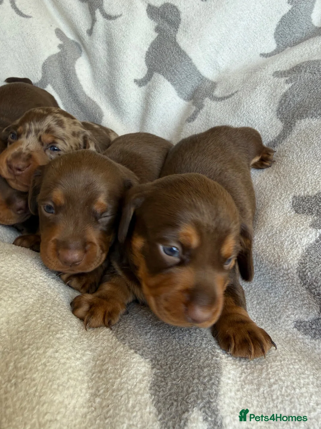 Miniature Dachshund dogs for sale: PERFECT LITTER OF MINIATURE DACHSHUNDS - Advert 1