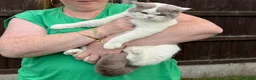British Shorthair cats for sale: BRITISH SHORTHAIR KITTENS  - Advert 1