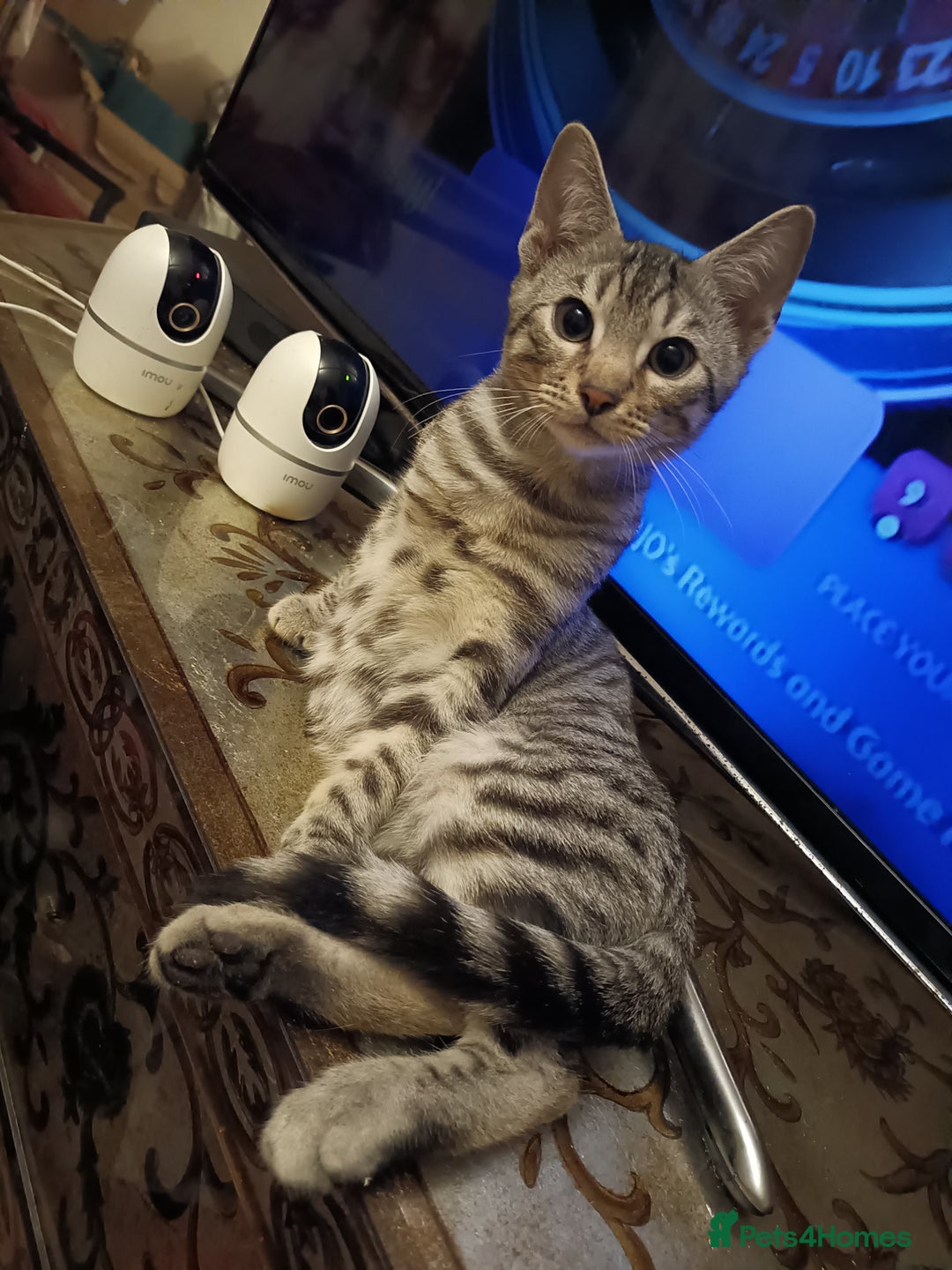 Domestic Shorthair cats for sale: Kittens Ready Now All Colours - Image 13