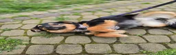 Mixed Breed dogs for adoption: ❤️🐶 LOLLY – GENTLE HEART, HAPPY SOUL in Burton-on-Trent - Advert 2