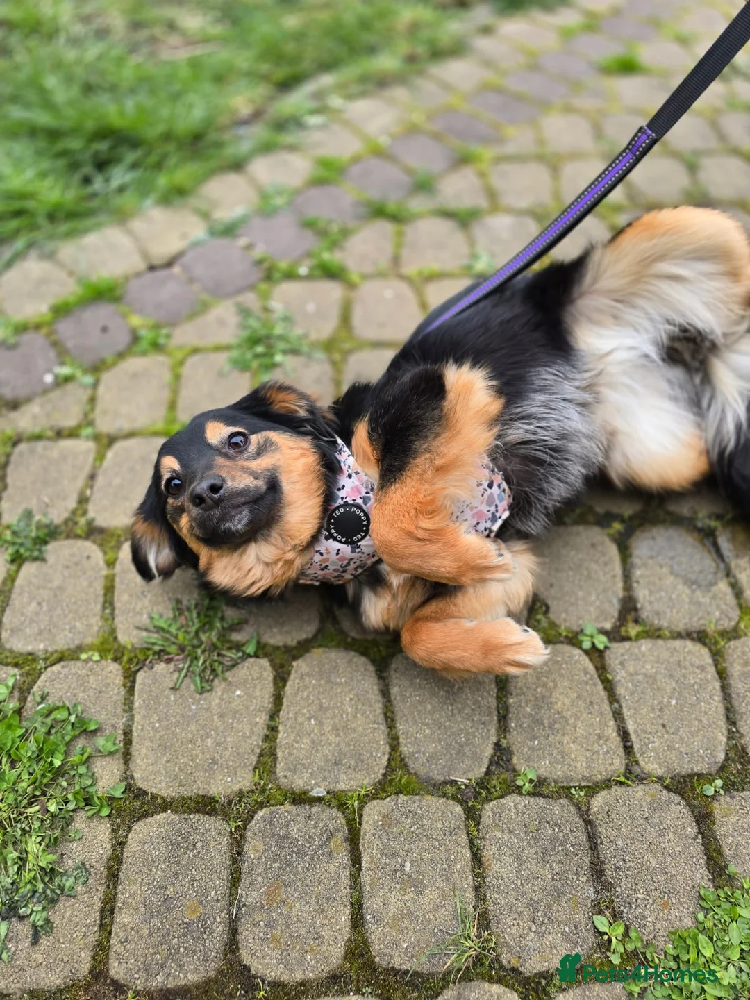 Mixed Breed dogs for adoption: ❤️🐶 LOLLY – GENTLE HEART, HAPPY SOUL in Burton-on-Trent - Advert 2