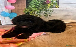 Cavapoo dogs for sale: Cavapoo  - Image 21