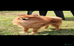 Pomeranian dogs for sale: Tiny pomeranian puppies in Bolton - Image 3