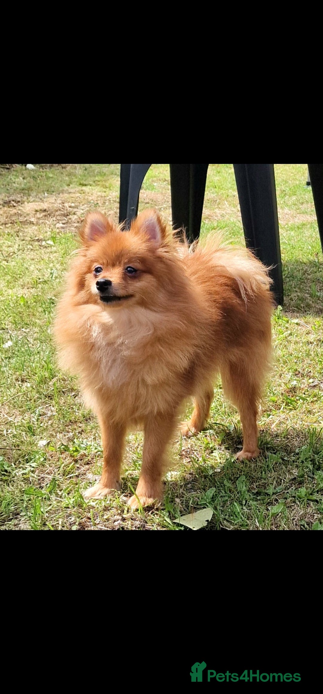 Pomeranian dogs for sale: Tiny pomeranian puppies in Bolton - Image 3