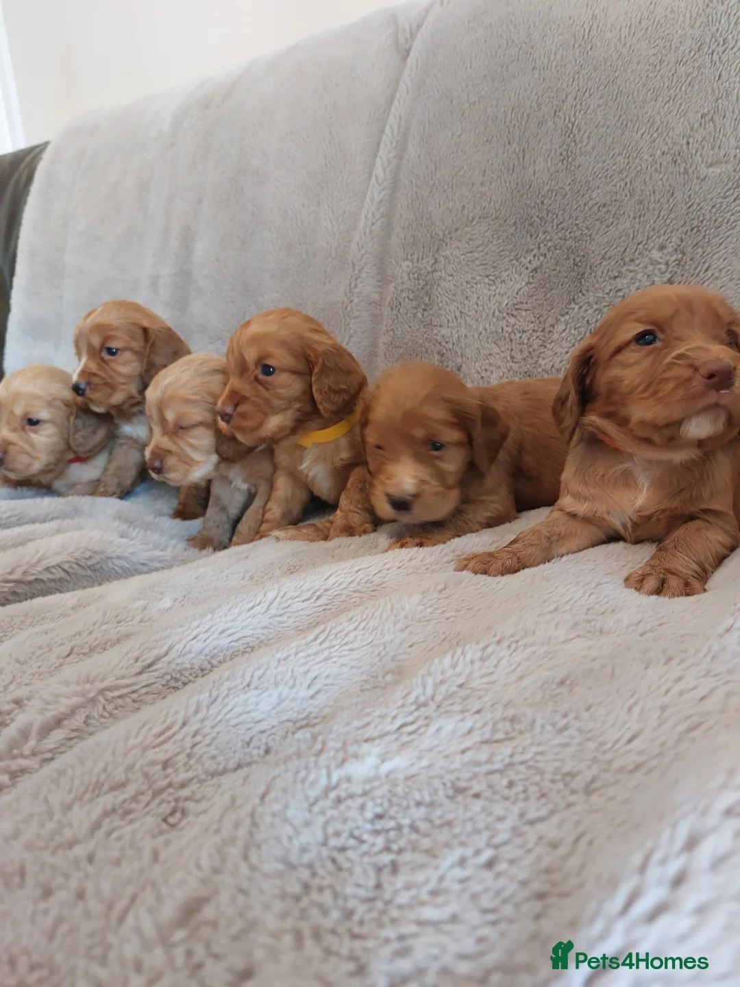 Cocker Spaniel dogs for stud: Kc reg Health tested working cocker spaniel stud in Durham - Advert 8