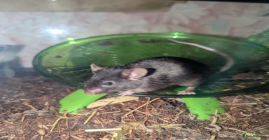 Mouse rodents All Black Male Mouse FREE TO GOOD HOME - Advert 15