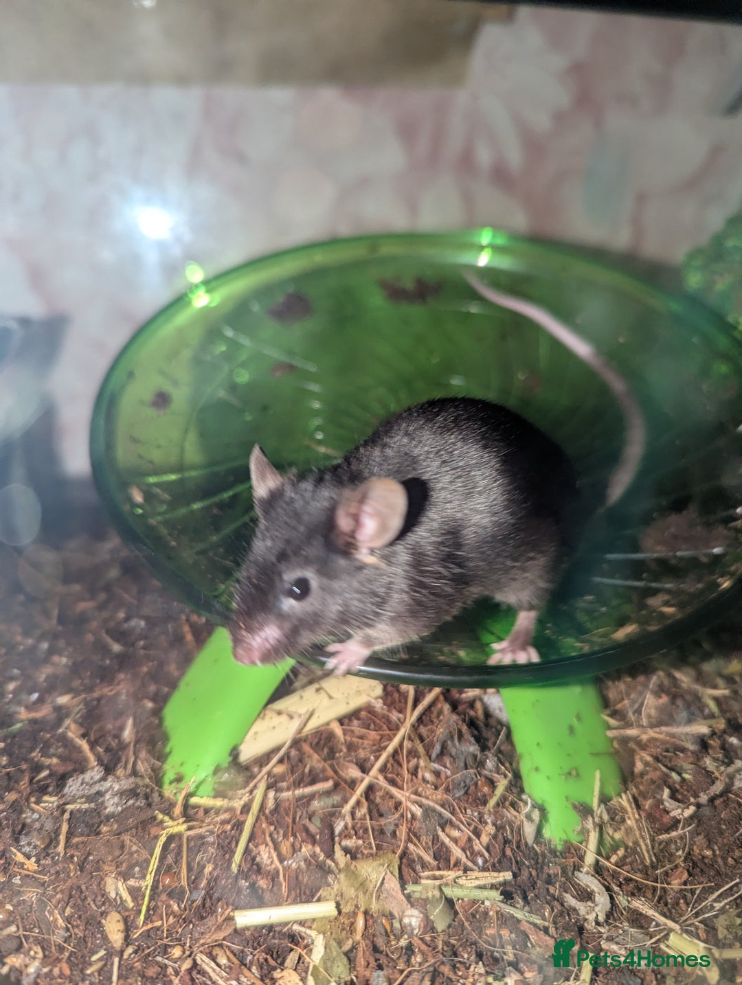 Mouse rodents for sale: All Black Male Mouse FREE TO GOOD HOME - Advert 2