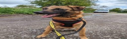 Mixed Breed dogs for adoption: Meet Ryder, currently residing in Cheshire  in Nantwich - Advert 22