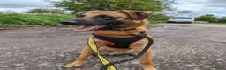 Mixed Breed dogs for adoption: Meet Ryder, currently residing in Cheshire  in Nantwich - Advert 22