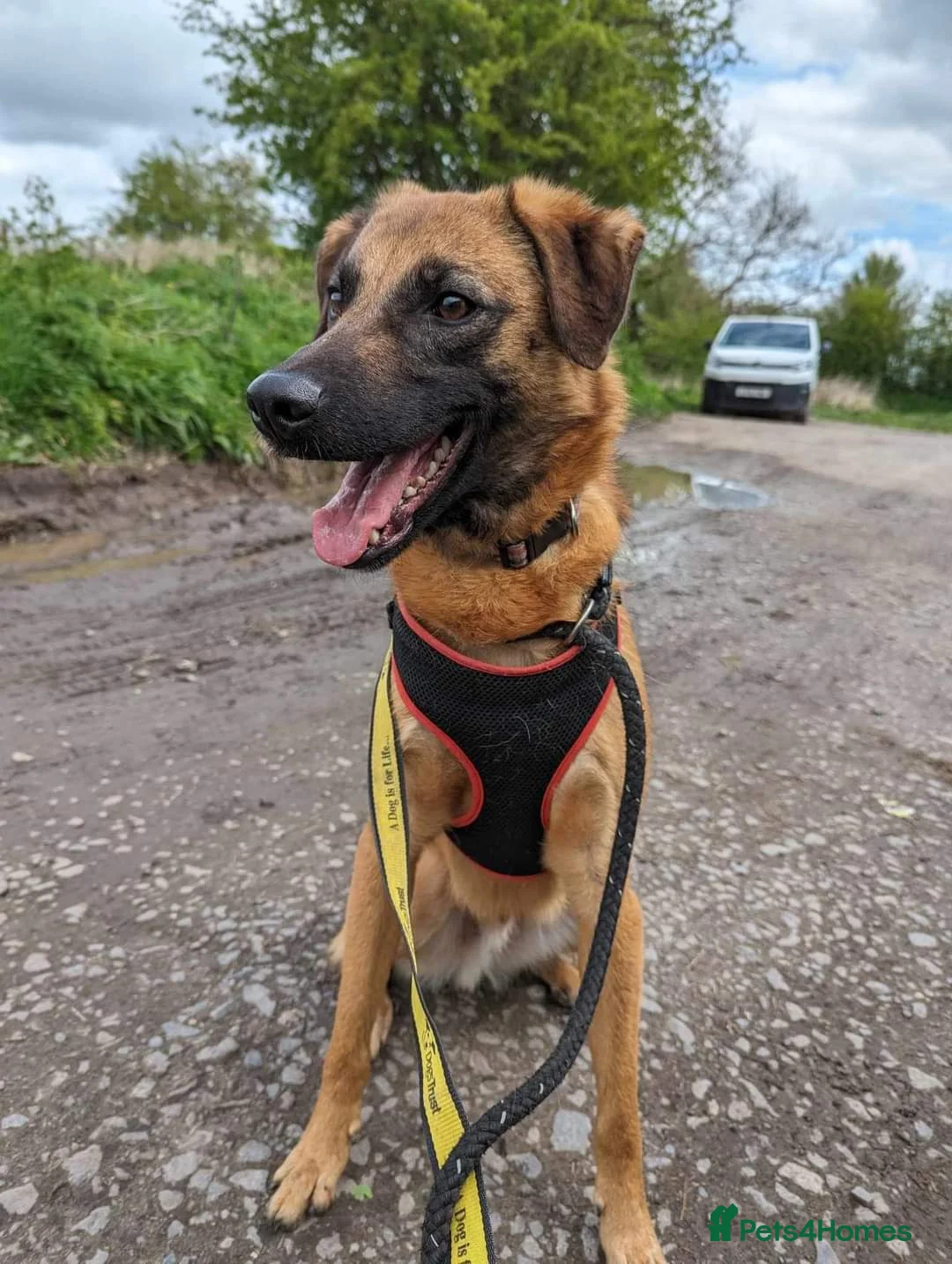 Mixed Breed dogs for adoption: Meet Ryder, currently residing in Cheshire  in Nantwich - Advert 22