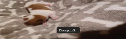 Jack Russell dogs for sale:  Minature Jack Russell Terrier Puppies. - Advert 12