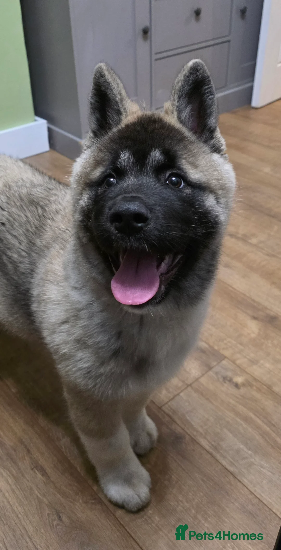 Akita dogs for sale: Stunning male akita puppy - Advert 4