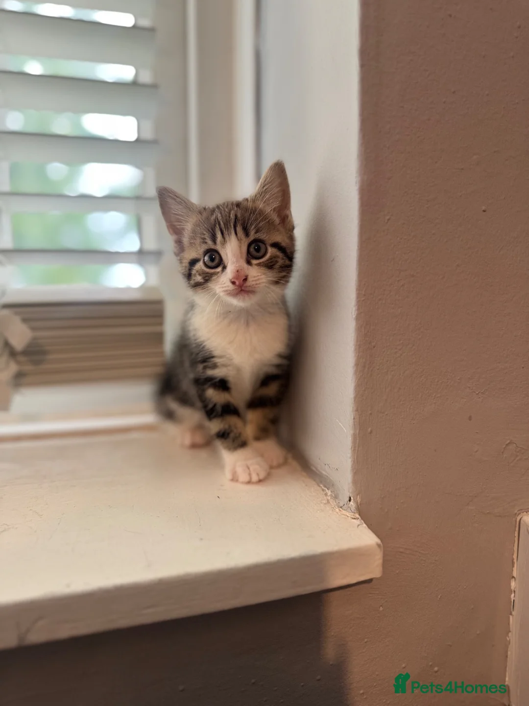 Mixed Breed cats for sale: 6 kittens ready for amazing homes!! - Advert 1