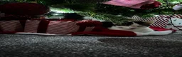 Domestic Shorthair cats for sale: FEMALE CATS LOOKING TO BE REHOMED - Advert 7