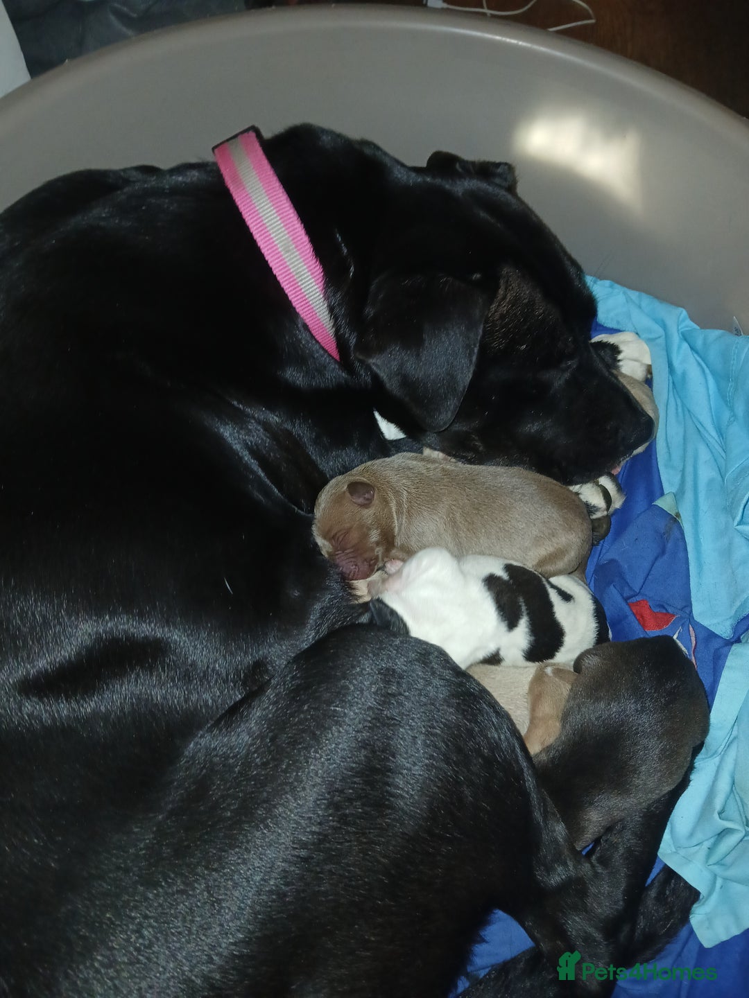 Mixed Breed dogs for sale: Puppies for sale  - Advert 1