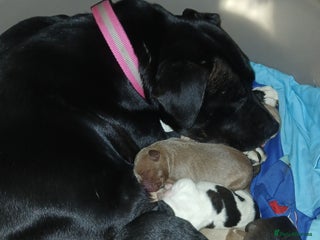 Mixed Breed dogs Puppies for sale - Advert 1