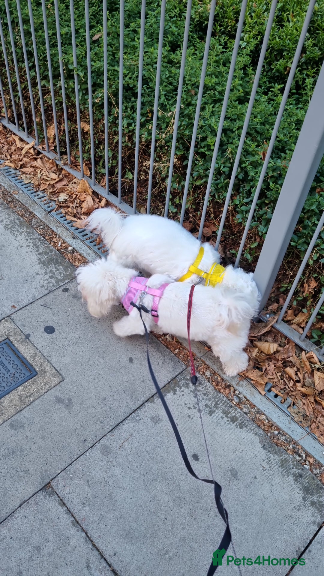 Maltese dogs for sale: Little Mia looking for forever home  - Image 18