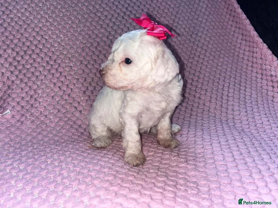 Cockapoo dogs for sale: Stunning cockapoo puppys  - Advert 28