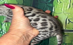 Bengal cats for sale: Beechwood Bengals  stunning SILVER kittens - Image 1