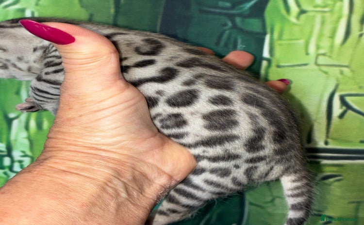 Bengal cats - Advert 16